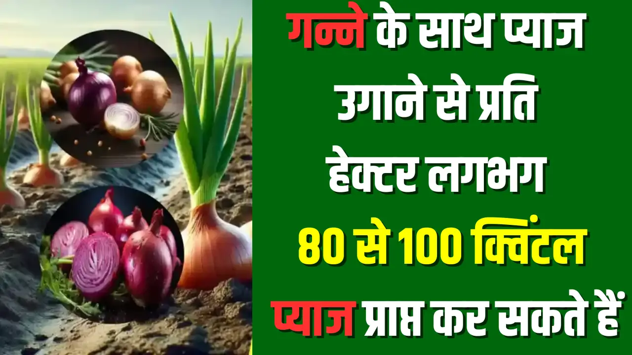Onion Sugarcane Farming